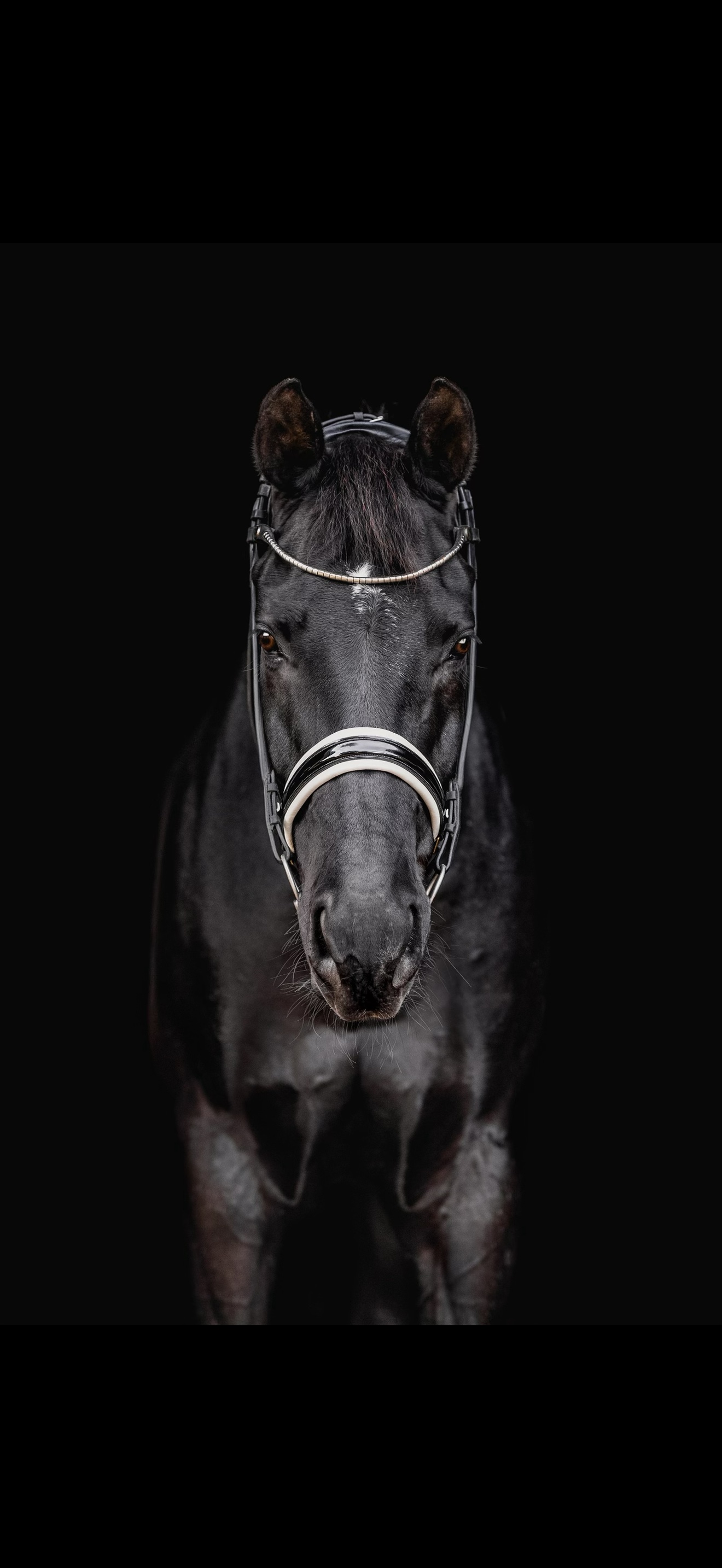International dressage horse