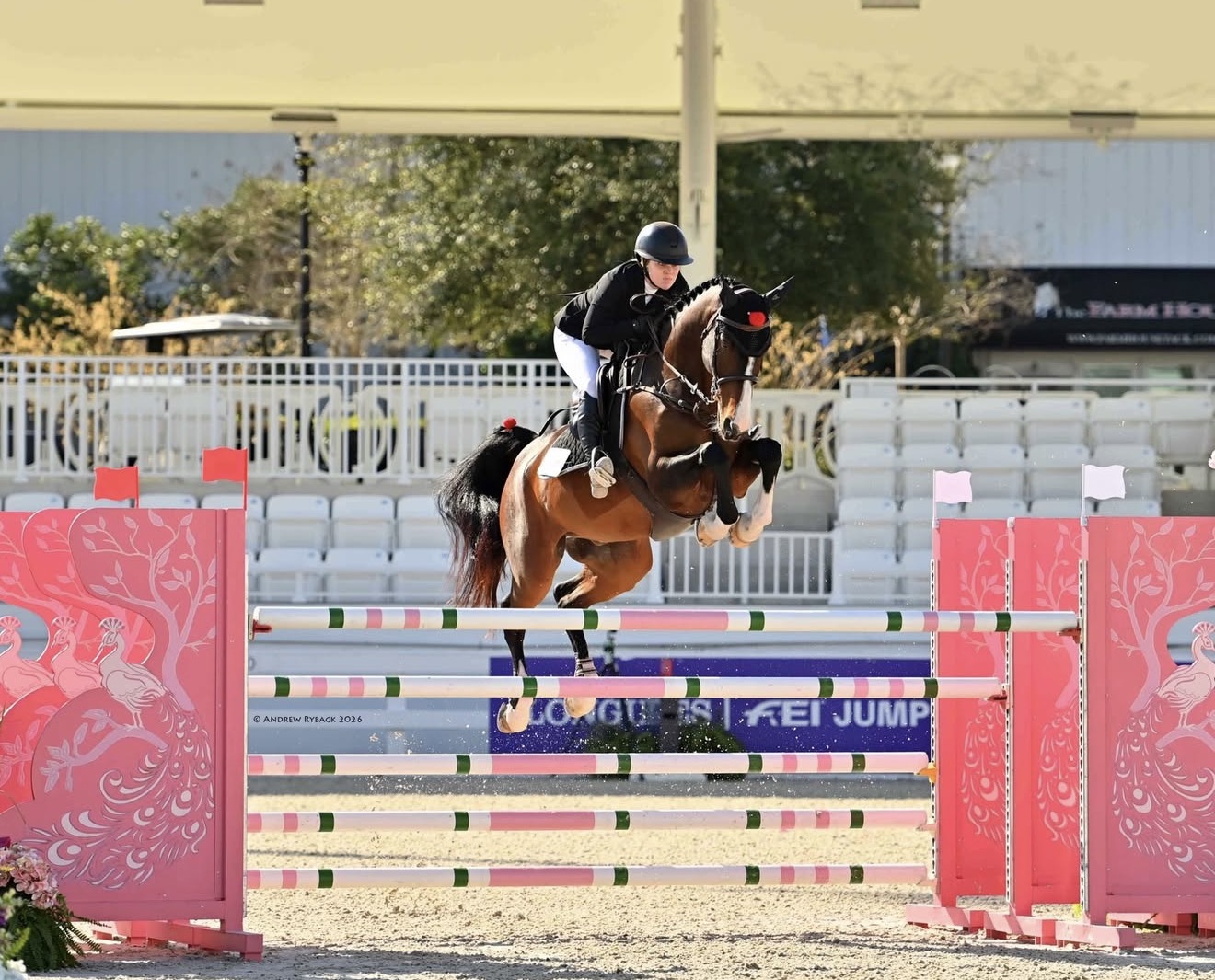 Hanna Egan — FEI Show Jumping Wellington