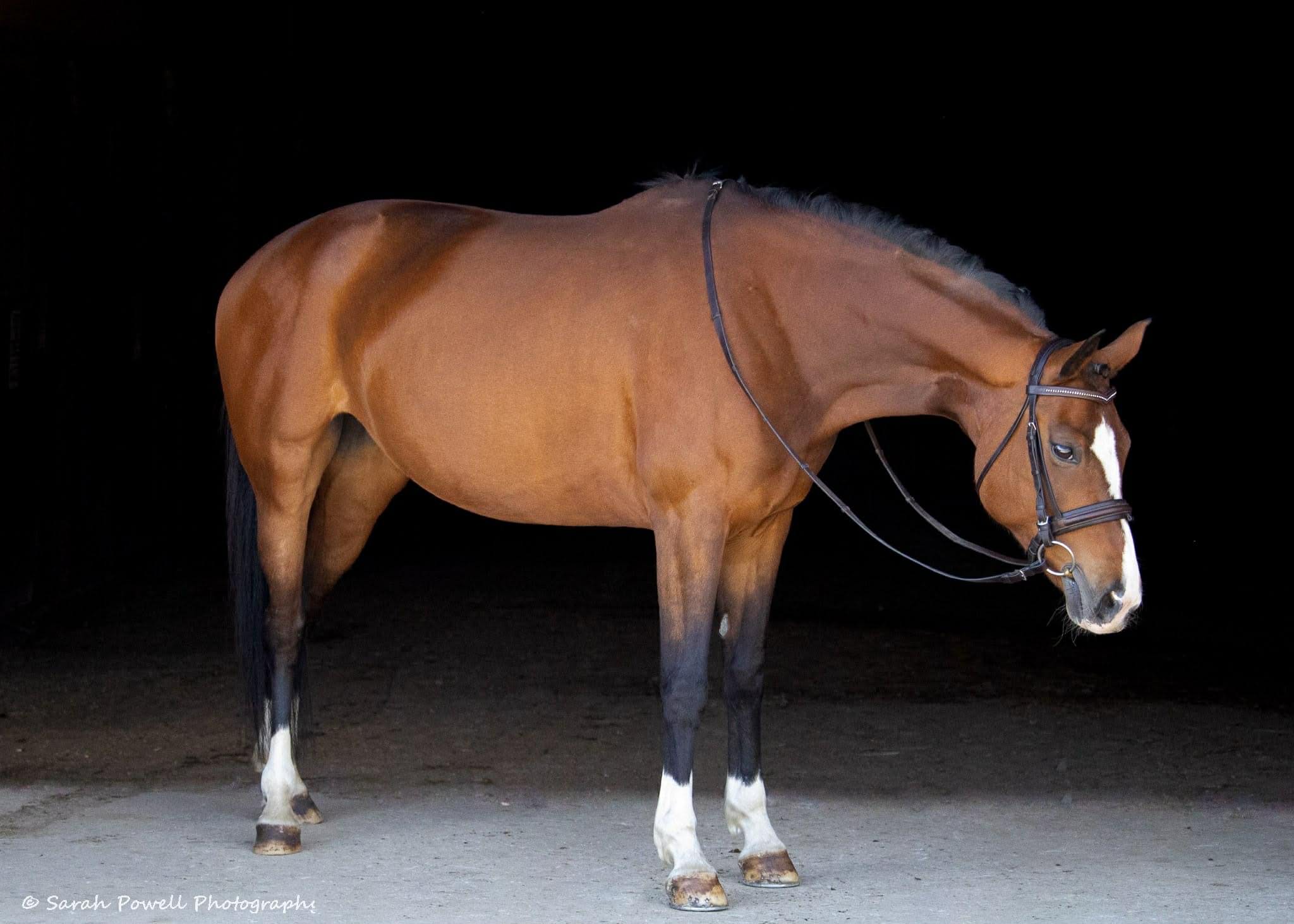 Samina — Westphalian Mare