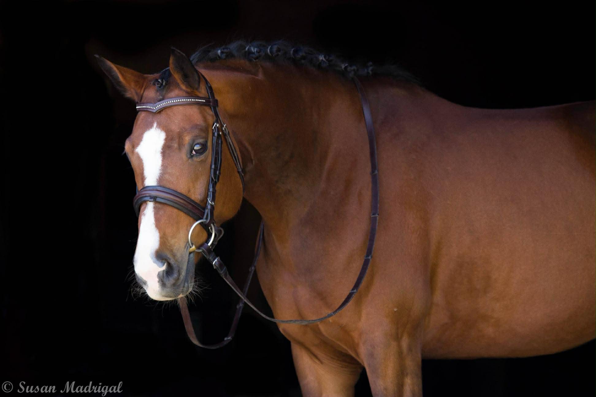 Samina — Westphalian Mare, portrait